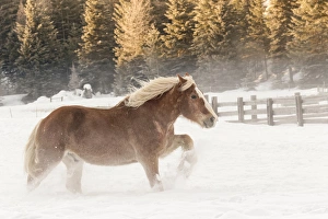Images Dated 9th February 2016: Belgian Horse roundup in winter, Kalispell, Montana. Equus ferus caballus