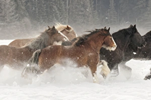 Images Dated 10th February 2016: Belgian Horse roundup in winter, Kalispell, Montana. Equus ferus caballus