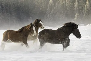 Belgium Prints: Belgian Horse roundup in winter, Kalispell, Montana. Equus ferus caballus