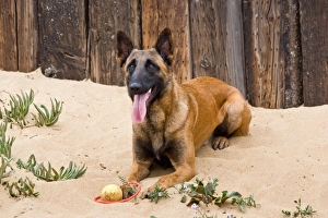 Images Dated 6th April 2007: A Belgian Malinios lying in the sand against wooden railroad tie fence at Del Mar