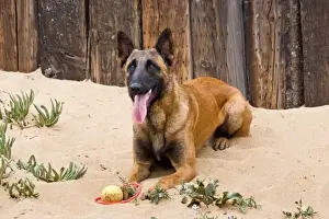 Lying Prints: A Belgian Malinios lying in the sand against wooden railroad tie fence at Del Mar