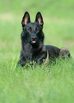 Purebred Prints: Belgian malinois