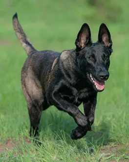 Purebred Prints: Belgian malinois