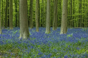 Belgium Prints: Belgium, Brussels. Hallerbos National Forest with spring bluebells