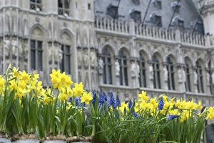 Images Dated 2nd April 2008: Belgium, Flanders, Brussels, flowers in Grand Place, town hall