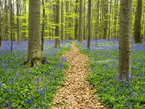 Belgium Prints: Belgium. Path through the Blue Forest