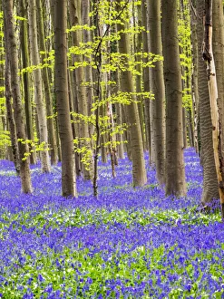 Images Dated 21st April 2016: Belgium. Spring in the Blue Forest