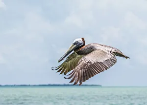 Elizabeth Boehm Prints: Belize, Ambergris Caye. Adult Brown Pelican flies over the Caribbean Sea