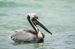 Belize, Ambergris Caye. Adult Brown Pelican floats on the Caribbean Sea