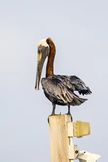 Belize, Ambergris Caye. Brown Pelican perched on top of a light pole
