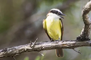 San Pedro Prints: Belize, Ambergris Caye. Great Kiskadee calls from a perch