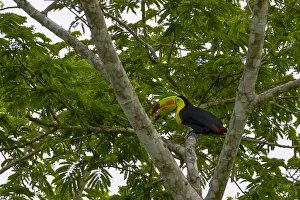 Orange Walk District Prints: Belize, Central America. Keel-billed toucan