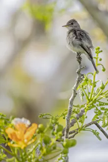 Belize, Central America. Morelets Seedeater
