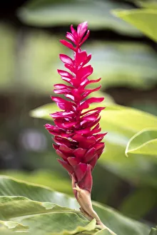 Orange Walk District Prints: Belize, Central America. Red torch ginger flower