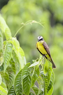 Orange Walk District Prints: Belize, Central America. Tropical Kingbird