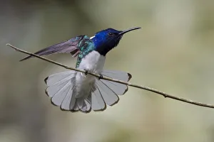 Orange Walk District Prints: Belize, Central America. White-necked Jacobin. Feeding at Chan Chick Ecolodge