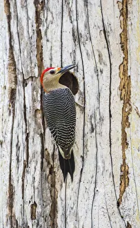 Belize, Crooked Tree Wildlife Sanctuary. Golden-fronted Woodpecker sitting