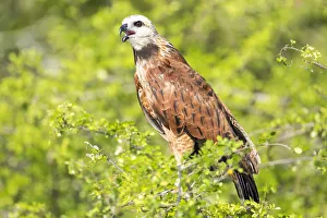 Belize, Crooked Tree Wildlife Sanctuary. Black-collared Hawk calls from a perch