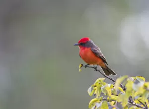 Animals Collection: Belize, Crooked Tree Wildlife Sanctuary. Male Vermillion Flycatcher perching on a limb