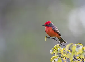 Animals Collection: Belize, Crooked Tree Wildlife Sanctuary. Male Vermillion Flycatcher perching on a limb