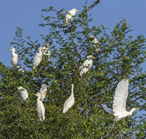 Belize, Crooked Tree Wildlife Sanctuary, Cattle Egrets (Bubulcus ibis)