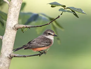 Images Dated 26th January 2021: Belize, Crooked Tree Wildlife Sanctuary, Female Vermillion Flycatcher