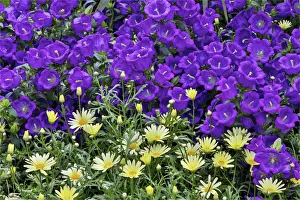 Conservatory Prints: Bell flowers and yellow daisies in the Conservatory at Longwood Gardens, Pennsylvania