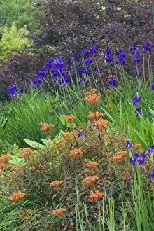 Bellevue Botanical Garden, Bellevue Washington - Springtime with foreground Euphorbia