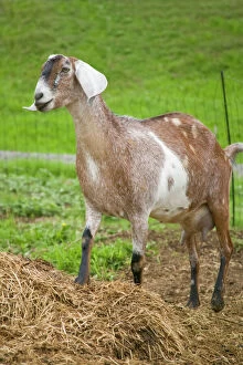 Animals Gallery: Bellevue, Washington State, USA. Nubian goat with a full udder, standing in a fenced