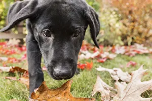 Images Dated 29th October 2017: Bellevue, Washington State, USA. Portrait of a three month old black Labrador Retriever