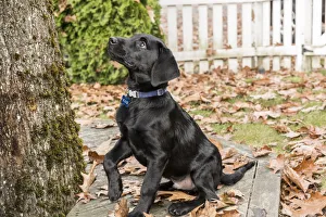 Images Dated 29th October 2017: Bellevue, Washington State, USA. Three month old black Labrador Retriever puppy begging