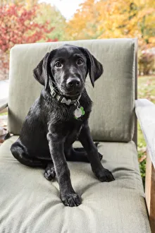 Images Dated 29th October 2017: Bellevue, Washington State, USA. Three month old black Labrador Retriever puppy posing
