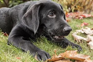 Images Dated 29th October 2017: Bellevue, Washington State, USA. Portrait of a three month old black Labrador Retriever