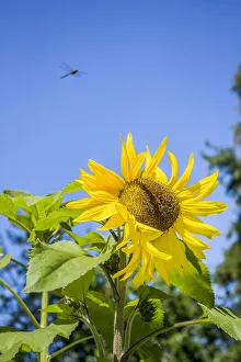 Images Dated 15th January 2022: Bellevue, Washington State, USA. Dragonfly in flight over sunflower plant on a sunny day