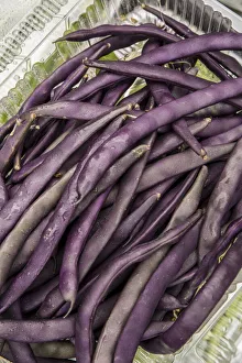 Images Dated 17th January 2022: Bellevue, Washington State, USA. Freshly harvested Violet Podded Stringless pole beans