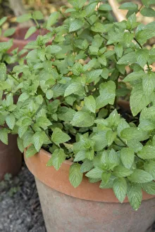 Images Dated 17th January 2022: Bellevue, Washington State, USA. Chocolate mint plants growing in a container garden