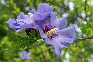 Shrub Prints: Bellevue, Washington State, USA. Purple Hibiscus syriacus shrub blossoms