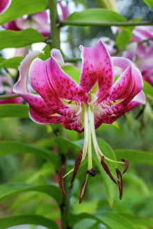 Bellevue Prints: Bellevue, Washington State, USA. Purple Oriental Lily flower close-up