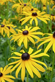 Bellevue Prints: Bellevue, Washington State, USA. Goldstrum Black-eyed Susan flowers