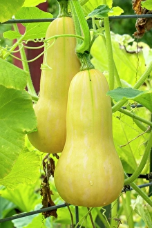 Vegetable Prints: Bellevue, Washington State, USA. Butternut squash on the vine