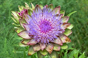 Vegetable Prints: Bellevue, Washington State, USA. Artichoke flower head