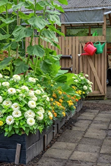 Bellevue Prints: Bellevue, Washington State, USA. Dahlias, marigolds and sunflowers growing in a raised bed