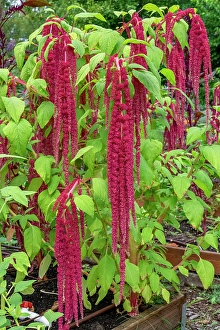 Shrub Prints: Bellevue, Washington State, USA. Decorative amaranth plant in bloom