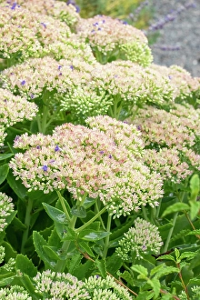 Images Dated 5th April 2024: Bellevue, Washington State, USA. Sedum autumn joy in bloom