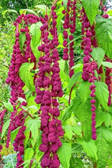 Shrub Prints: Bellevue, Washington State, USA. Decorative amaranth plant in bloom