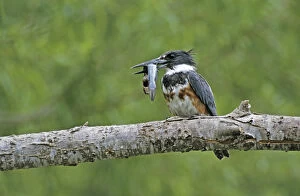 Images Dated 19th October 2007: Belted Kingfisher, Megaceryle alcyon, young with Catfish, Starr County, Rio Grande Valley