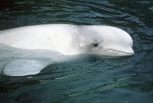 Captivity Prints: Beluga Whale (Delphinapterus leucas) Captive, Vancouver Aquarium, BC, Canada