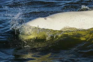 Whale Prints: Beluga whale surfacing in Hudson Bay, Manitoba