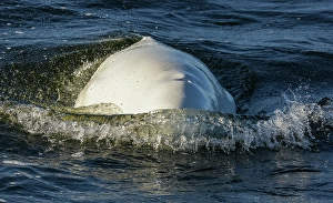 Sub Arctic Prints: Beluga whale surfacing in Hudson Bay, Manitoba