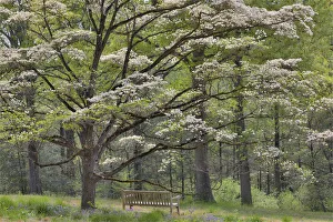 Bench under blooming white dogwood amongst the hardwood tree. Mt. Cuba Center, Hockessin